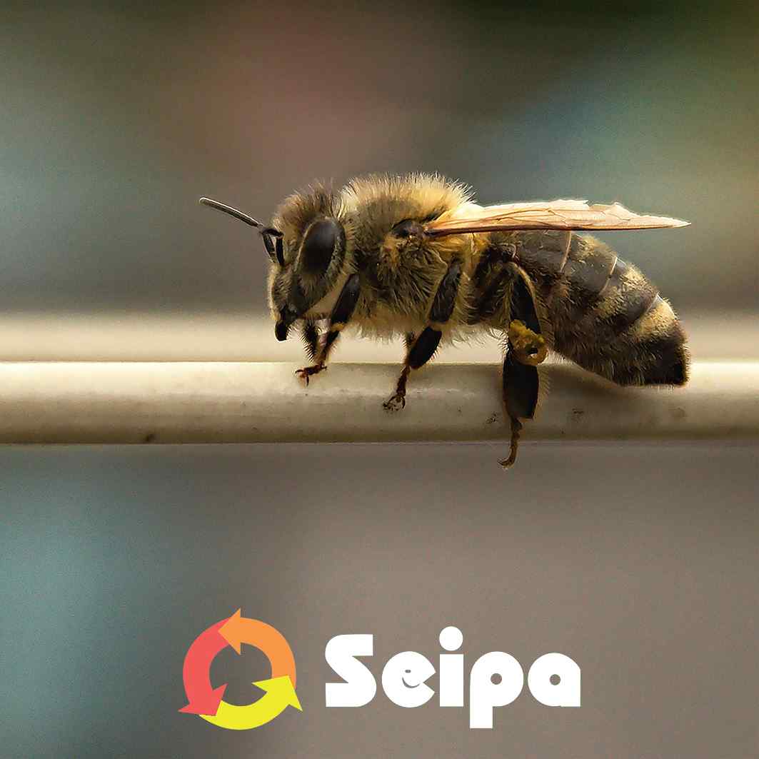 UN NUOVO RONZIO TRA GLI IMPIANTI SEIPA